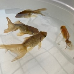 金魚　鏡鱗オランダ