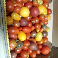 無農薬ミニトマト　色々5,6種類　