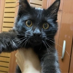 黒猫中毛のサニーくん　子猫だらけのナイト譲渡会