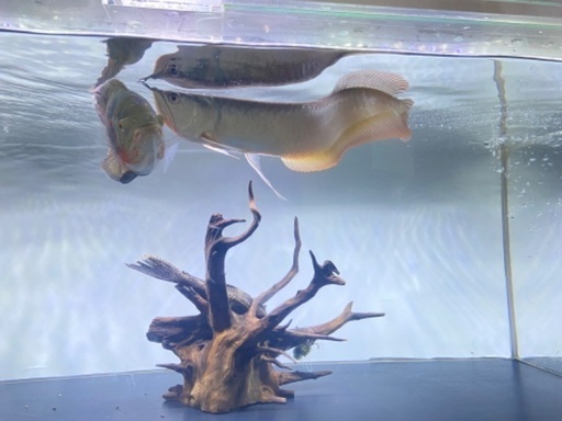 シルバーアロワナ50cm±