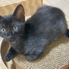 生後2.5ヶ月    黒猫ちゃん