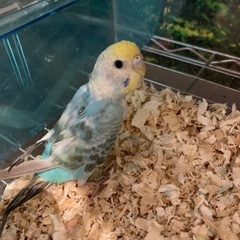 生後4ヶ月のセキセイインコです。