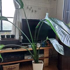 オーガスタ　鉢植え