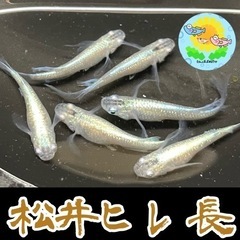 【メダカ】松井ヒレ長 若魚 6匹