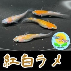 【メダカ】紅白ラメ 稚魚 5匹 (先約済)