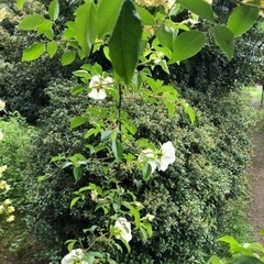 モッコウ薔薇の枝木差し上げます。