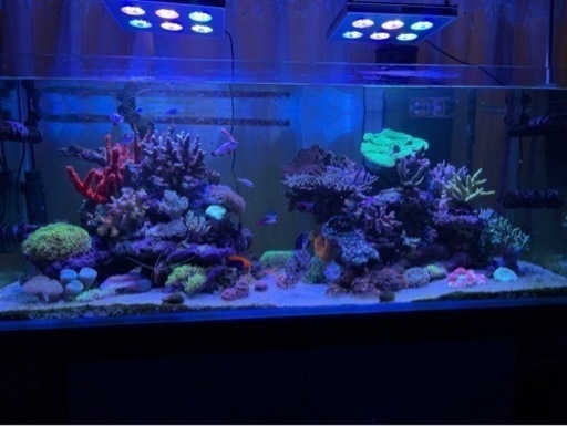 夏休み限定お値下げ！！] 海水 120水槽フルセット