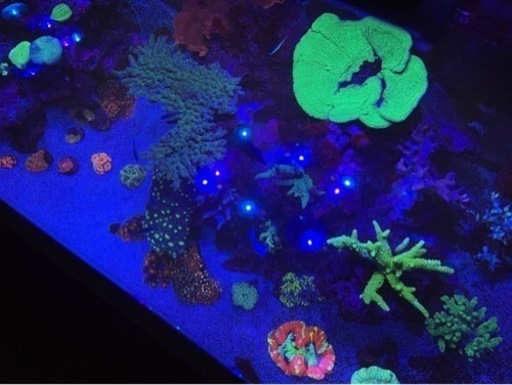 夏休み限定お値下げ！！] 海水 120水槽フルセット