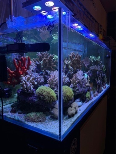 夏休み限定お値下げ！！] 海水 120水槽フルセット