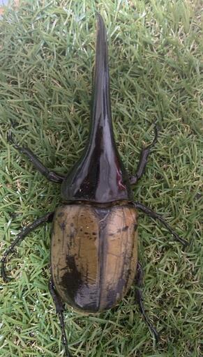 外国産カブトムシ ヘラクレス5
