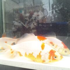 和金の中古が安い 激安で譲ります 無料であげます ジモティー
