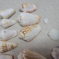 天然　沖縄 本物の貝殻