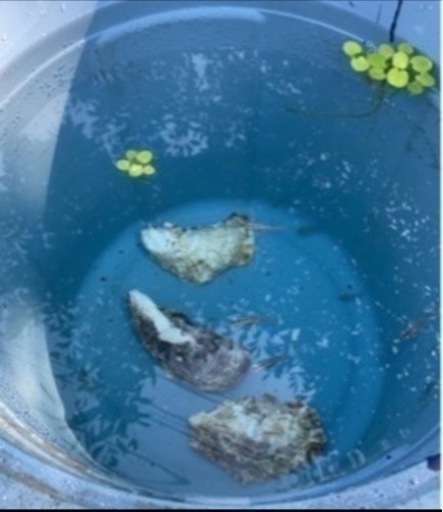 めだか用 水草無農薬ドワーフアマゾンフロッグピット10株0円 むぶ 夢舞めだか 内郷の家電の中古あげます 譲ります ジモティーで不用品の処分 めだか用 水草無農薬ドワーフアマゾンフロッグピット10株0円 むぶ 夢舞めだか 内郷の家電の中古あげます 譲ります ジモティーで不用品の処分