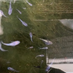 【メダカ稚魚】白ブチサファイア 稚魚15匹‼️