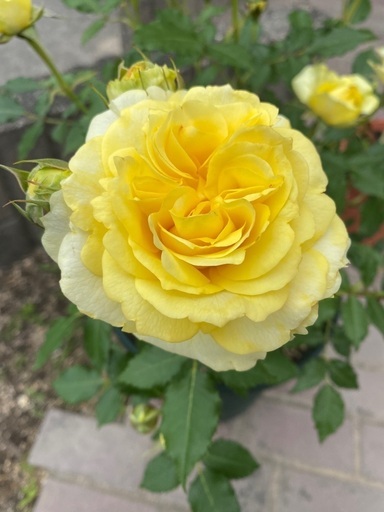 植木バラ