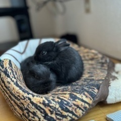 ウサギ2ヶ月