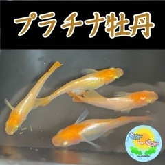 【メダカ】プラチナ牡丹 稚魚 5匹