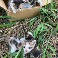 子猫　ミケ　4匹　捨て猫　大崎市の保健所にいます
