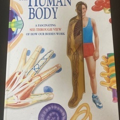 Human Body 英語の本
