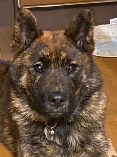 甲斐犬と柴犬のミックス 兄弟犬です 可愛いがってくれる里親さん募集します もずりん 千歳のその他の里親募集 ジモティー 甲斐犬と柴犬のミックス 兄弟犬です 可愛いがってくれる里親さん募集します もずりん 千歳のその他の里親募集 ジモティー
