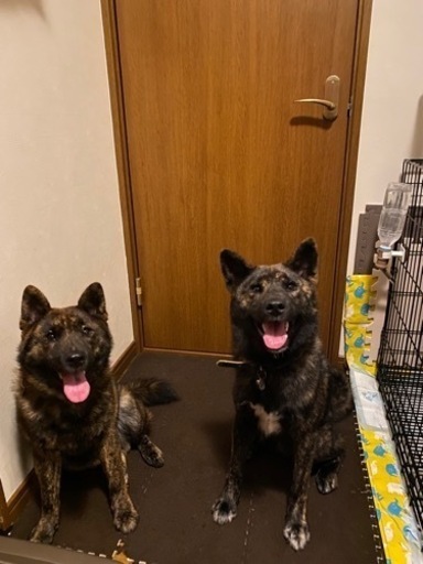 甲斐犬と柴犬のミックス 兄弟犬です 可愛いがってくれる里親さん募集します もずりん 千歳のその他の里親募集 ジモティー 甲斐犬と柴犬のミックス 兄弟犬です 可愛いがってくれる里親さん募集します もずりん 千歳のその他の里親募集 ジモティー