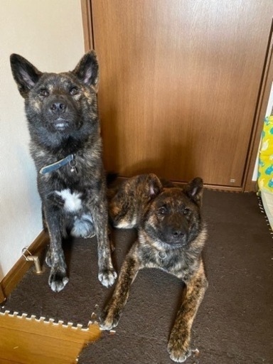 甲斐犬と柴犬のミックス 兄弟犬です 可愛いがってくれる里親さん募集します もずりん 千歳のその他の里親募集 ジモティー