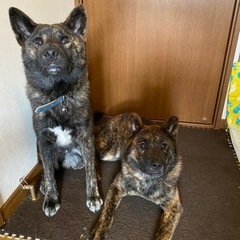 甲斐犬と柴犬のミックス、兄弟犬です。可愛いがってくれる里親さん募...