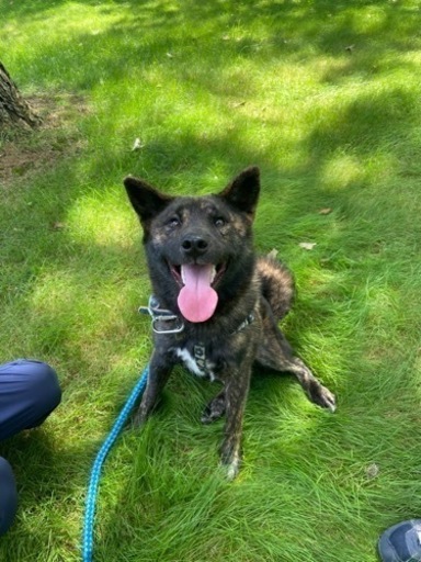 甲斐犬と柴犬のミックス 兄弟犬です 可愛いがってくれる里親さん募集します もずりん 千歳のその他の里親募集 ジモティー 甲斐犬と柴犬のミックス 兄弟犬です 可愛いがってくれる里親さん募集します もずりん 千歳のその他の里親募集 ジモティー