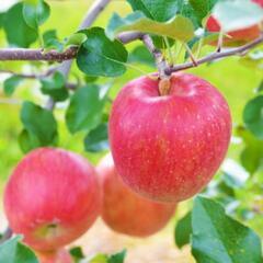 りんご生育作業