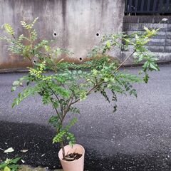 観葉植物・庭木（シマトネリコ／約85cm）