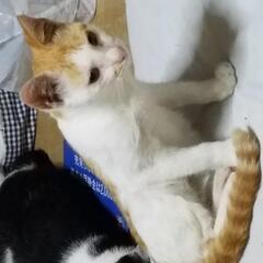 子猫ちゃんを、大切に育てて頂ける方へ