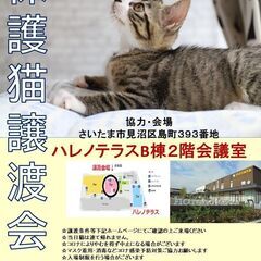 【こねこがいっぱい】9/4(日)ハレノテラス保護猫譲渡会