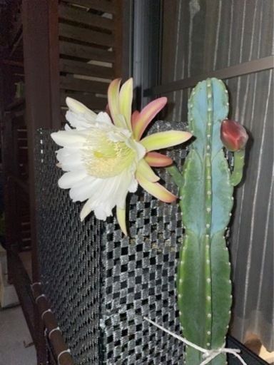 柱サボテン　鬼面角　蕾付き