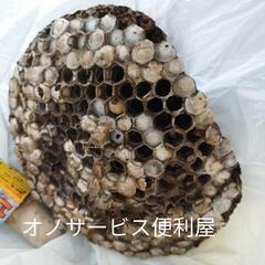   名古屋市 蜂の巣駆除、ヘビ、コウモリ、ネズミ、ゴキブリ - 害虫/害獣駆除