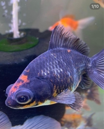 受付終了】金魚 高級出目金 5匹