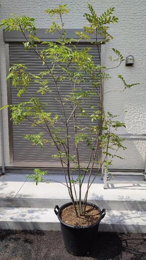 シマトネリコ株立ち 鉢底から約2.5m 無印良品の植木鉢付き