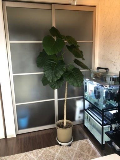 【SOULDOUT 】【観葉植物②】激安❗️フィカス ウンベラータ 170cm