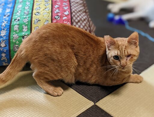 まだまだ遊びたい盛りの活発な女の子 ねこの会 田京の猫の里親募集 ジモティー