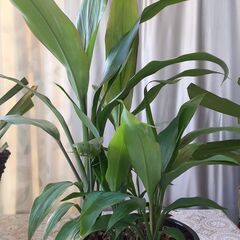 観葉植物ドラセナ