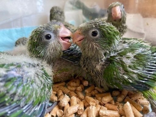 かわいいインコのお店です𓅸𓅿𓅹 セラケン 長岡のその他のペットの無料広告 無料掲載の掲示板 ジモティー