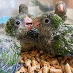 かわいいインコのお店です𓅸𓅿𓅹