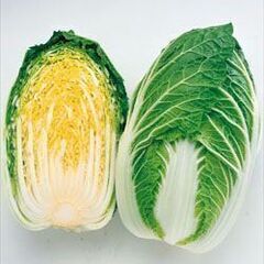 白菜「黄ごころ75」苗２０ポット　黄芯の中早生種