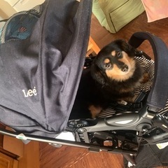 ベビーカー・バギー lee 2025年最新】Lee ベビーカー・バギーの人気アイテム - メルカリ