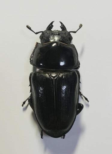 【ふわふわ様とお話し中‼️85㎜オーバー‼️オオクワガタ♂️単品】 ふわふわ様とお話し中‼️85㎜オーバー‼️オオクワガタ♂️単品】