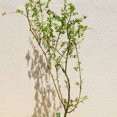 盆栽素材アセローラ