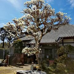 長泉寺の朝祈祷📿ラジオ体操🤸‍♀