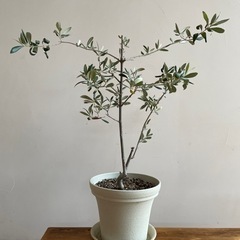 観葉植物　オリーブ