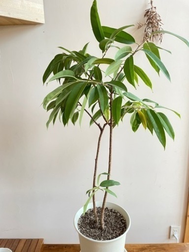 観葉植物　ゴムの木