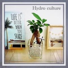 🪴観葉植物🪴ガジュマル　ハイドロカルチャー　Ｗ1