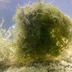 アクアリウム用海藻ミックス（ウミブドウ・ホソジュズモ）